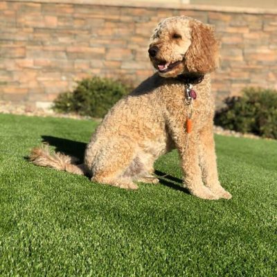 Pet-Friendly Artificial Grass Landscaping